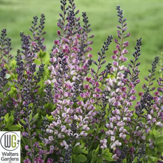 Borsófürt (Baptisia)