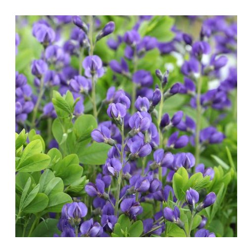 Baptisia australis - Borsófürt