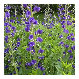 Borsófürt (Baptisia)