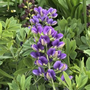 Baptisia Blueberry Sundae - Borsófürt