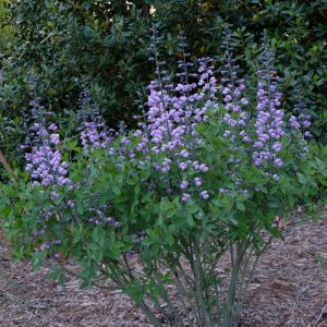 Baptisia Purple Smoke - Borsófürt