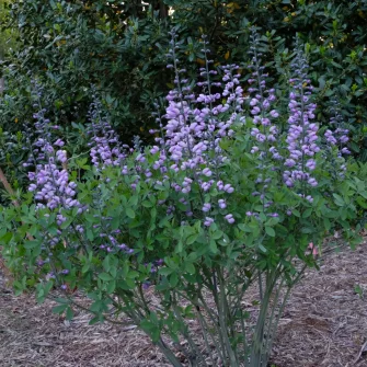 Borsófürt (Baptisia)