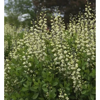 Borsófürt (Baptisia)