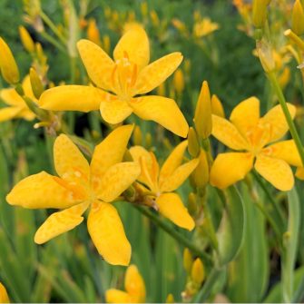 Párducliliom (Belamcanda)