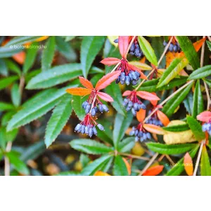 Berberis julianae - Borbolya