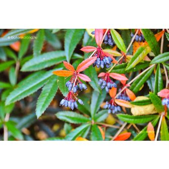 Borbolya (Berberis)