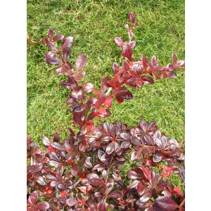 Berberis media Red Jewel - Borbolya