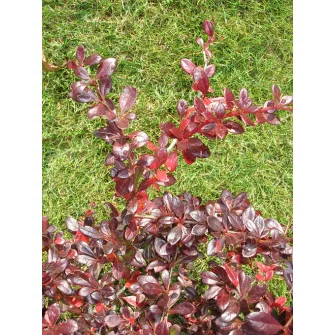 Borbolya (Berberis)