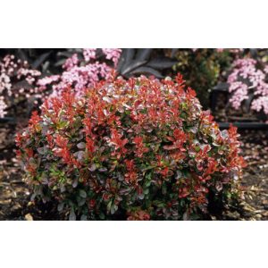 Berberis thunbergii Bagatelle - Borbolya