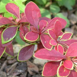 Berberis thunbergii Coronita - Borbolya