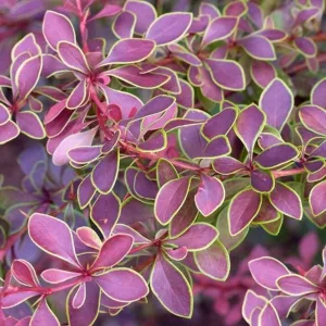 Berberis thunbergii Golden Ring - Borbolya