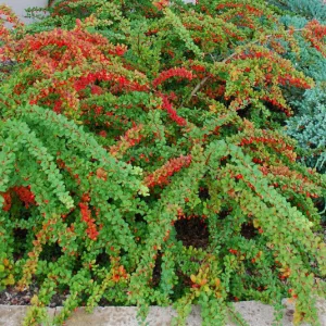 Berberis thunbergii Green Carpet - Borbolya