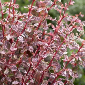 Berberis thunbergii Harlequin - Borbolya