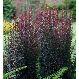 Berberis thunbergii Helmond Pillar - Borbolya
