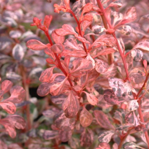 Berberis thunbergii Pink Queen - Borbolya