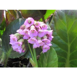 Bergenia Bartok - Bőrlevél