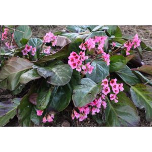 Bergenia Bressingham Salmon- Bőrlevél