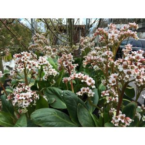 Bergenia Bressingham White- Bőrlevél