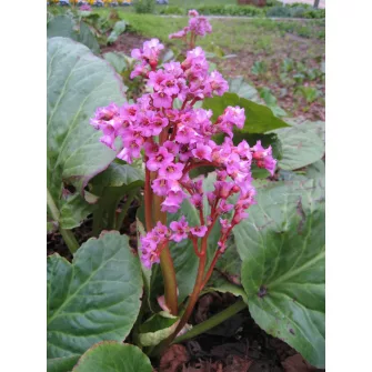 Bőrevél (Bergenia)