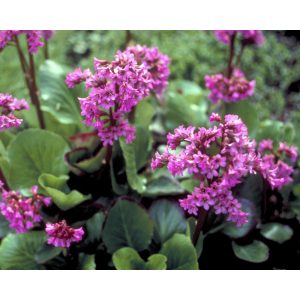 Bergenia cordifolia Winterglow - Bőrlevél