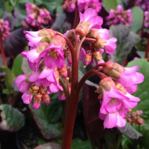 Bergenia Dark Margin - Bőrlevél