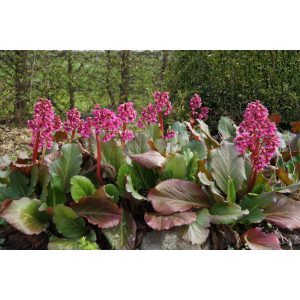 Bergenia David - Bőrlevél