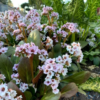 Bőrevél (Bergenia)