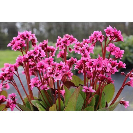 Bergenia Flirt - Bőrlevél