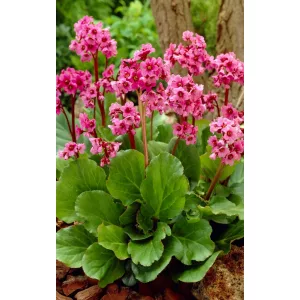 Bergenia Morgenröte - Bőrlevél