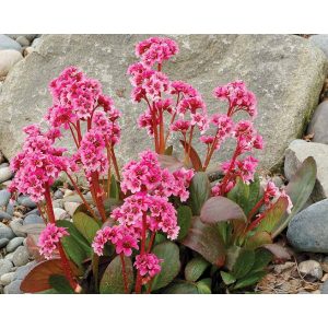 Bergenia Pink Dragonfly- Bőrlevél