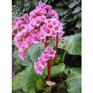 Bergenia purpurascens- Bőrlevél