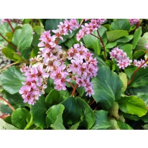 Bergenia schmidtii - Bőrlevél