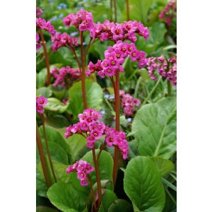 Bergenia Winterglut - Bőrlevél