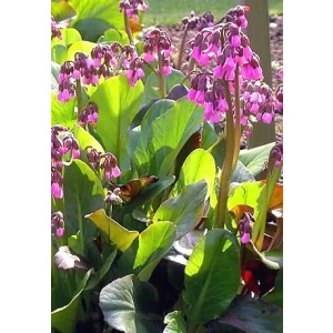Bergenia Wintermärchen - Bőrlevél