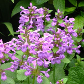 Tisztesfű (Betonica)