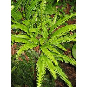 Bordapáfrány (Blechnum)