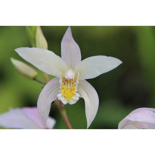 Bletilla Coritani - Jácintorchidea