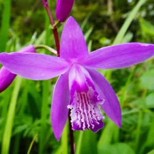 Bletilla Marcel Clapdorp - Jácintorchidea