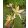 Bletilla ochracea - Jácintorchidea