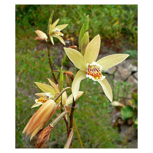 Bletilla ochracea - Jácintorchidea