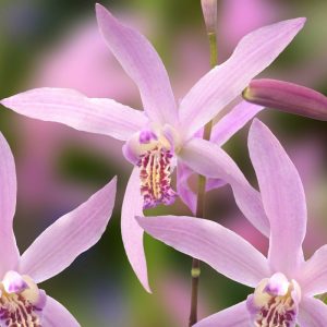 Bletilla ochracea Rickey - Jácintorchidea