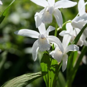 Bletilla striata Alba - Jácintorchidea