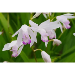 Bletilla striata Kuchibeni - Jácintorchidea