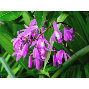 Bletilla striata Shiran - Jácintorchidea