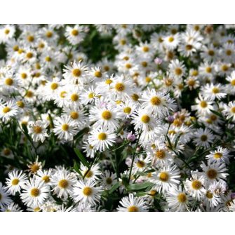 Hamis őszirózsa (Boltonia)