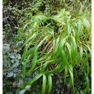 Brachypodium pinnatum - Erdei szálkaperje