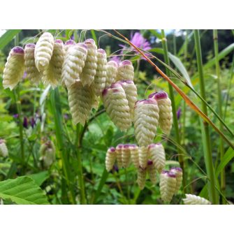 Rezgőpázsit (Briza)