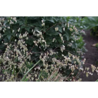 Rezgőpázsit (Briza)