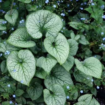 Nefelejcs (Brunnera)