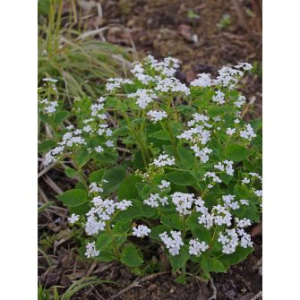 Nefelejcs (Brunnera)